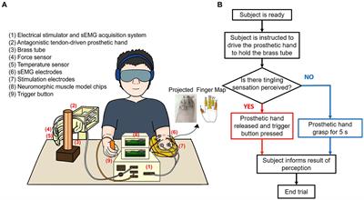 A hybrid sensory feedback system for thermal nociceptive warning and protection in prosthetic hand